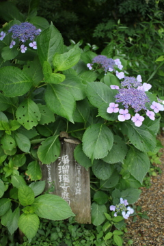 紫陽花