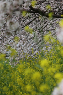奈良市内　佐保川の桜と菜の花