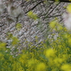 奈良市内　佐保川の桜と菜の花
