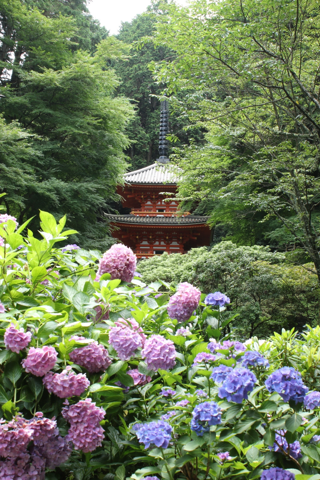 紫陽花