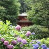 紫陽花