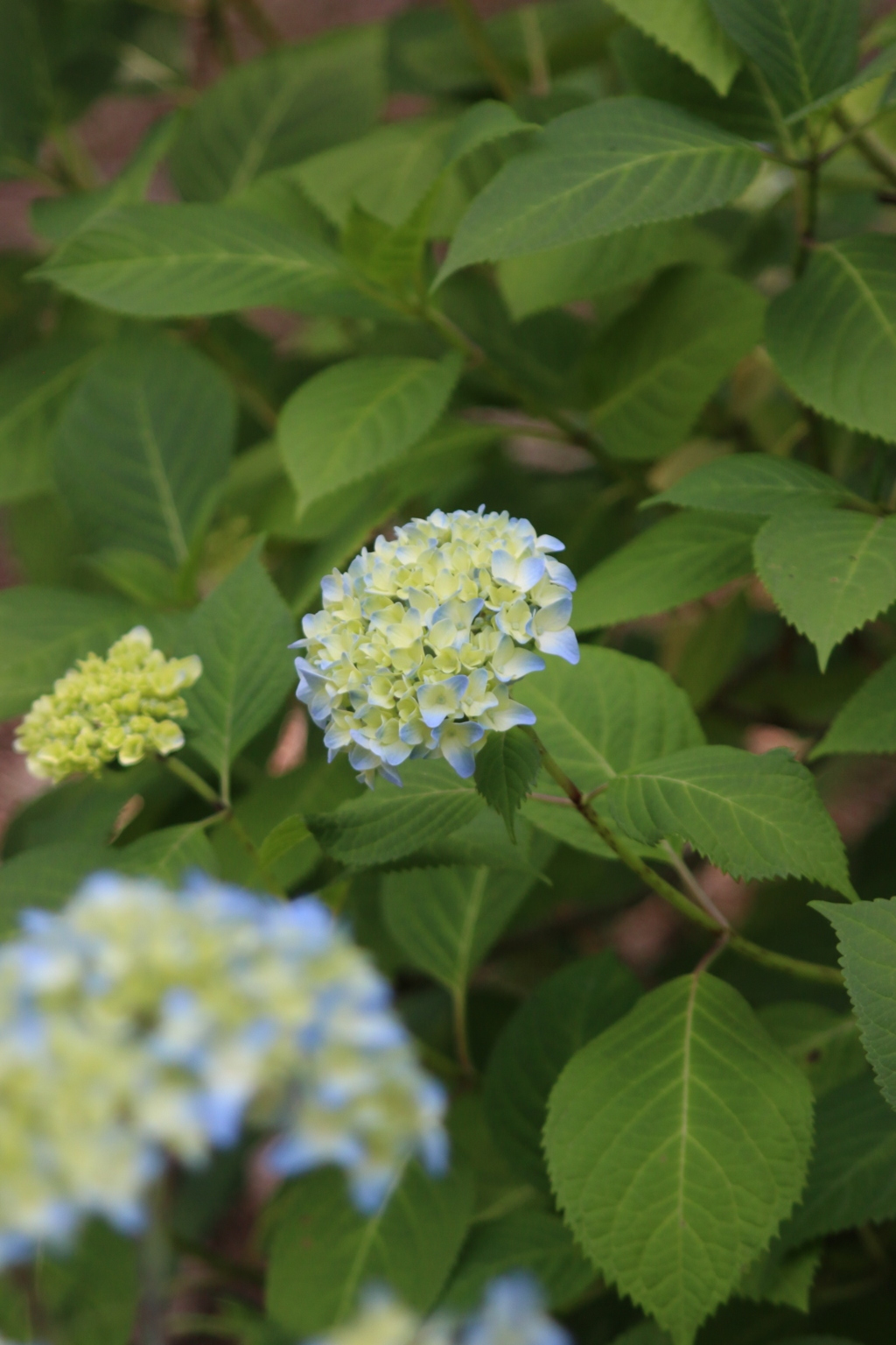 紫陽花