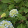 紫陽花