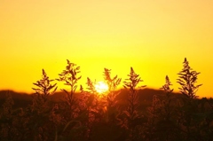 秋の夕日