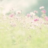キラキラ コスモス
