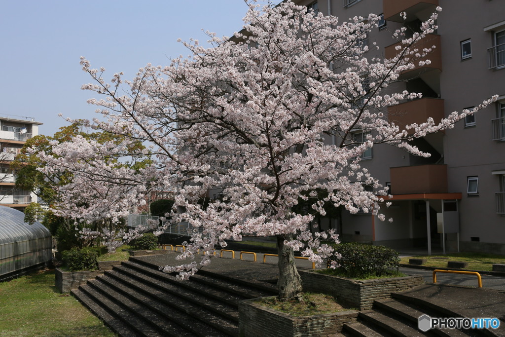 今年の桜も見納め②（福岡県宗像市日の里団地）