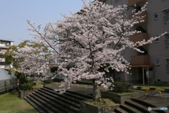 今年の桜も見納め②(福岡県宗像市日の里団地)