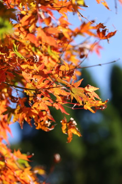呑山観音寺(福岡県篠栗町)紅葉