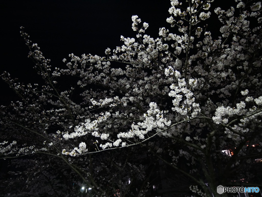 夜桜