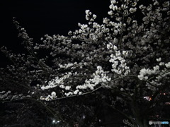 夜桜