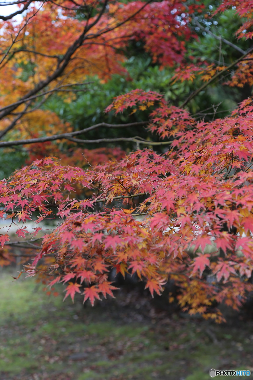紅葉（福岡市東区長谷ダム）