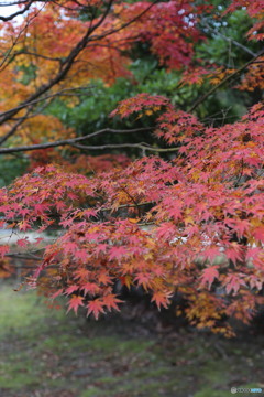 紅葉(福岡市東区長谷ダム)