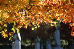 呑山観音寺(福岡県篠栗町)紅葉