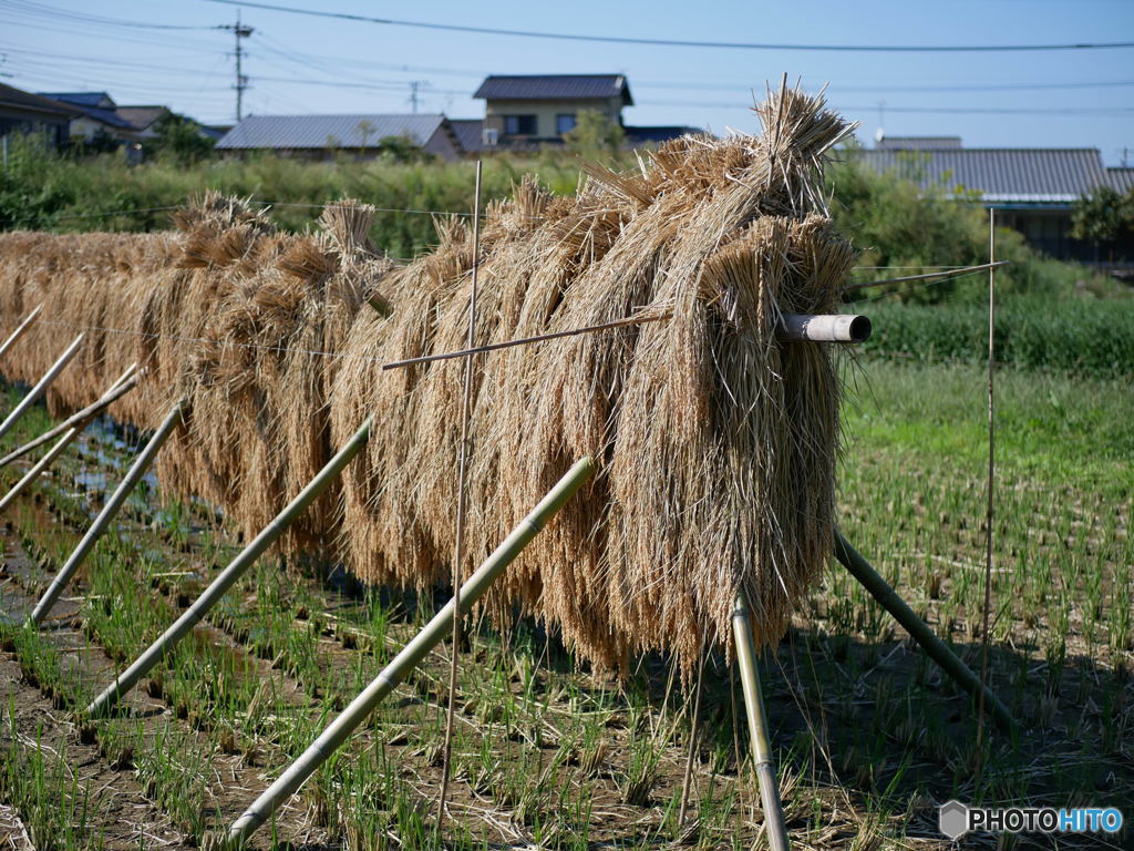 収穫　実りの秋　その２