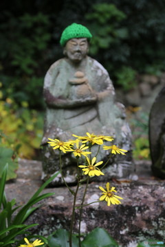 ツワの花 福岡県宗像市鎮国寺