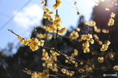 蝋梅の花