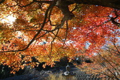 呑山観音寺（福岡県篠栗町）紅葉