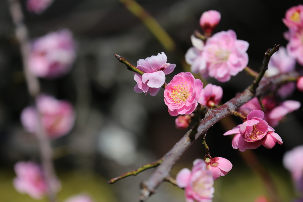 春の陽気　梅の花