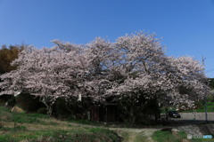 福岡県宗像市王丸の桜