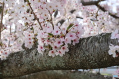 今年の桜も見納め③（福岡県宗像市日の里団地）
