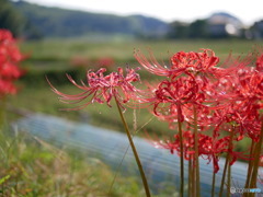 彼岸花