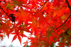 紅葉