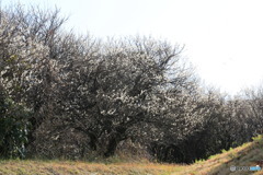満開の梅の花