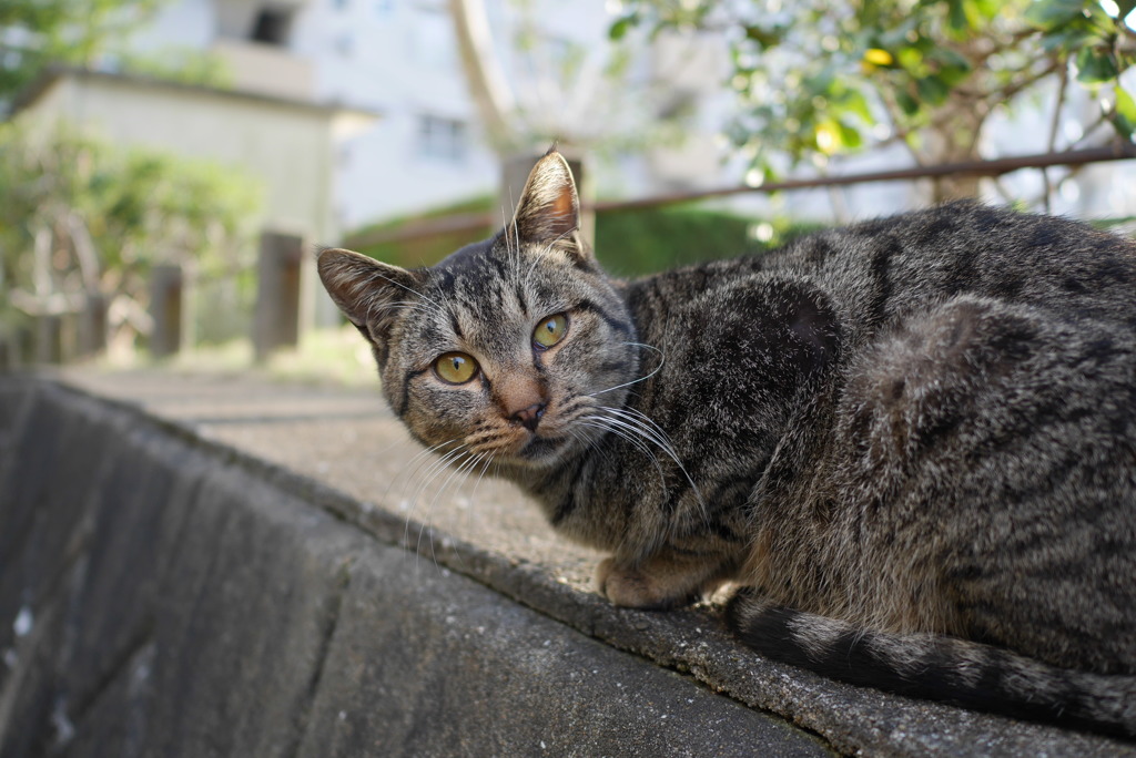 野良猫とにらめっこ