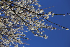 青空に映える梅の花
