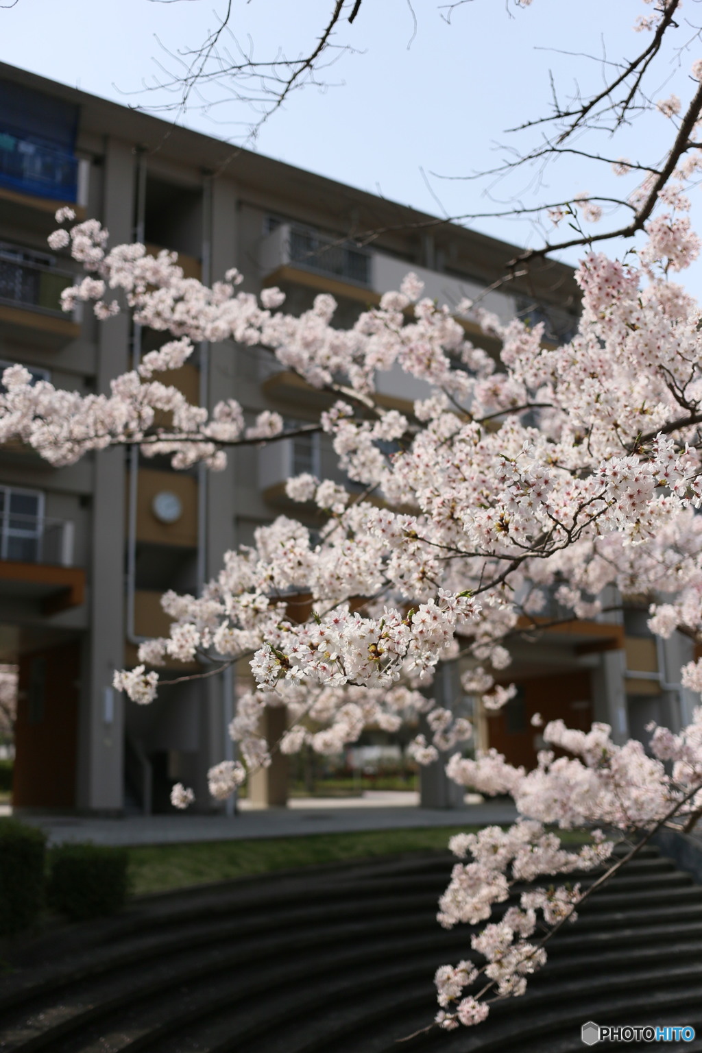 今年の桜も見納め①（福岡県宗像市日の里団地）