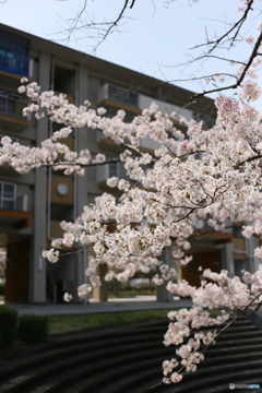 今年の桜も見納め①(福岡県宗像市日の里団地)