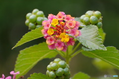 庭の花