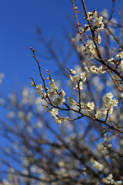 青空に映える梅の花 その2