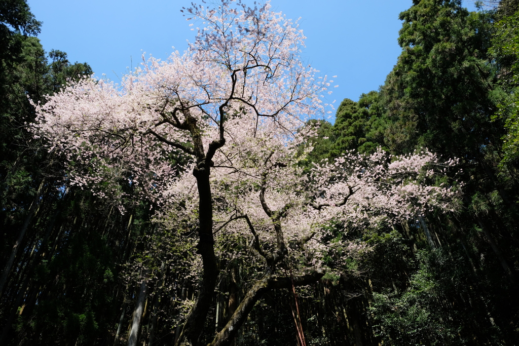 福岡県田川郡福智町福智山　虎尾桜