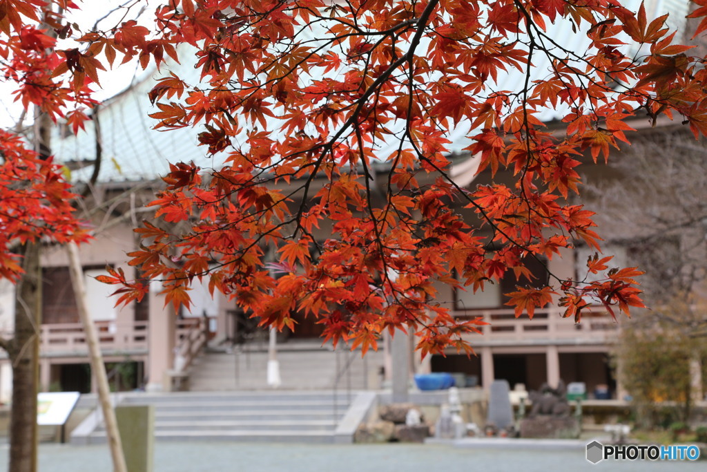 紅葉（宗像市鎮国寺にて）