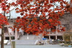 紅葉(宗像市鎮国寺にて)