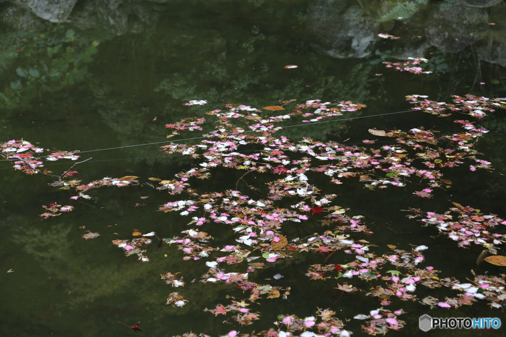 水面（福岡県宗像市鎮国寺にて）