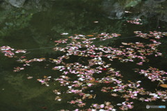 水面(福岡県宗像市鎮国寺にて)