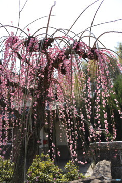 梅の花