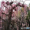 梅の花