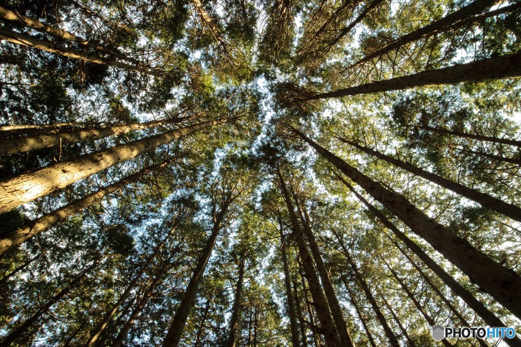Crown Shyness