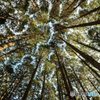 Crown Shyness