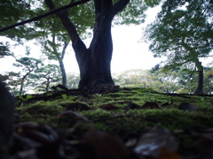 大木