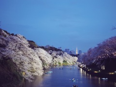 東京タワー&夜桜