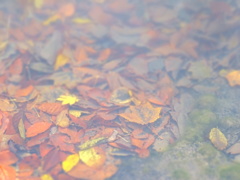 湖の底の紅葉