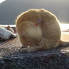 日向ぼっこ