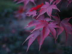 紅葉