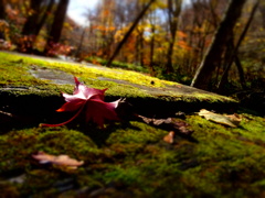 紅葉