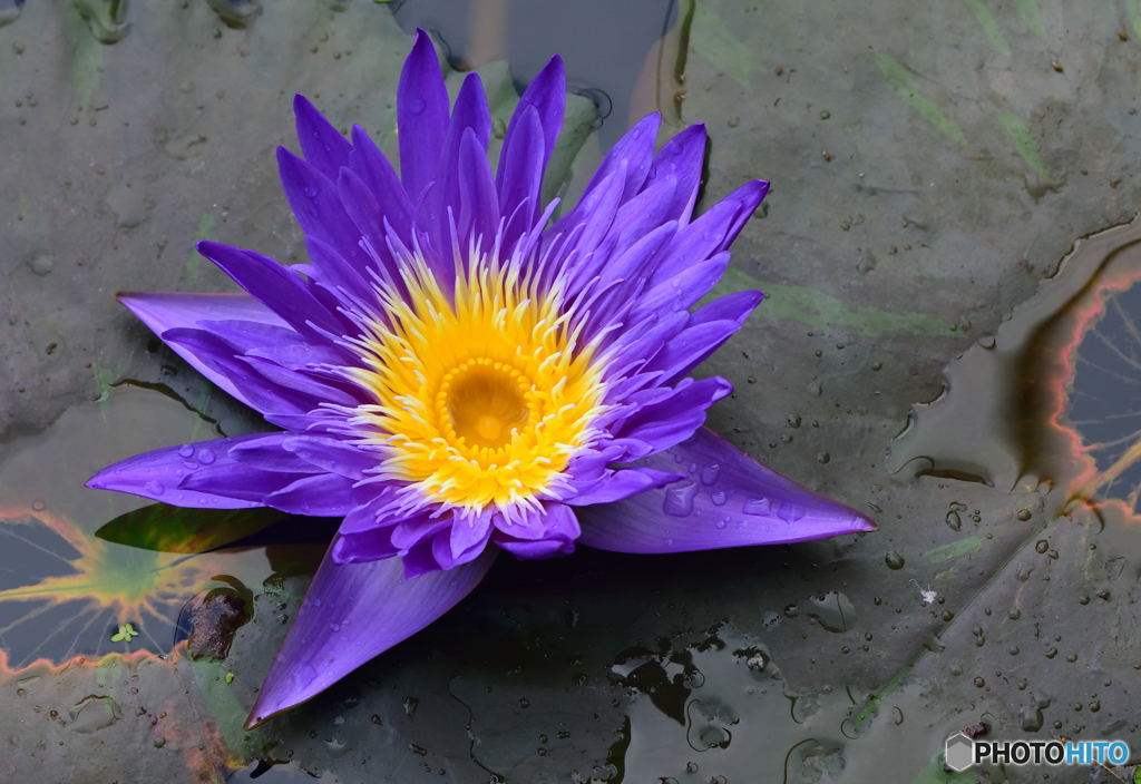 咲くやこの花館にて