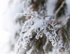 雪化粧